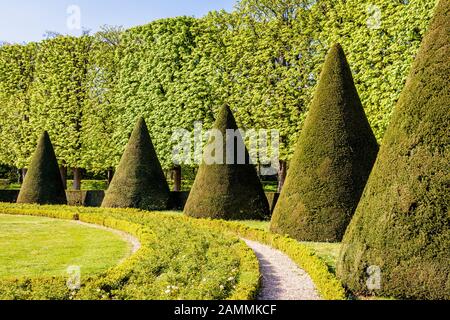 Ein Parterre in einem französischen Garten, mit Eiben in konischer Form entlang einer weißen Kies weg geschnitten. Stockfoto