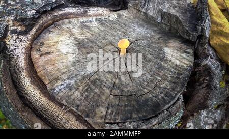 Nahaufnahme des winzigen gelben Schwefelknäuelpilzes, der auf altem Baumstumpf wächst Stockfoto