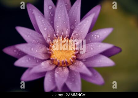 Magische Seerose mit Wassertropfen Stockfoto