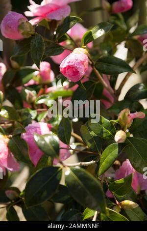 Ein Haufen rosafarbener Rosen inmitten grüner Blätter Stockfoto
