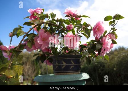 Rosa Rosen in einem braunen Keramiktopf gegen einen trüb blauen Himmel Stockfoto