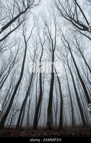 Nebeliger, verspotterter dunkler Wald. Das gruselige Hoia Baciu Holz, Rumänien, gilt als die am meisten behauenen Waldgebiete der Welt Stockfoto