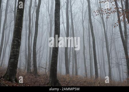 Nebeliger, verspotterter dunkler Wald. Das gruselige Hoia Baciu Holz, Rumänien, gilt als die am meisten behauenen Waldgebiete der Welt Stockfoto