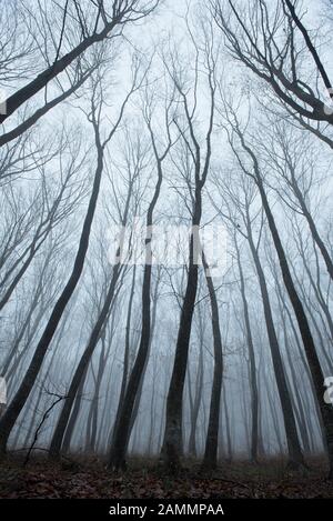 Nebeliger, verspotterter dunkler Wald. Das gruselige Hoia Baciu Holz, Rumänien, gilt als die am meisten behauenen Waldgebiete der Welt Stockfoto