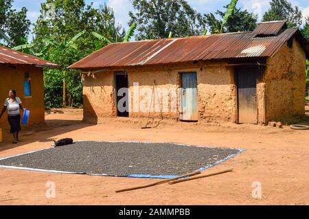 Kaffeebohnen, die in der heißen afrikanischen Sonne zum Trocknen im Kanungu District, Westduganda, liegen Stockfoto