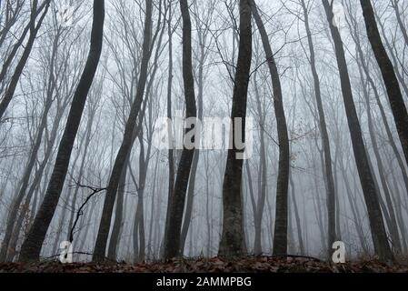 Nebeliger, verspotterter dunkler Wald. Das gruselige Hoia Baciu Holz, Rumänien, gilt als die am meisten behauenen Waldgebiete der Welt Stockfoto