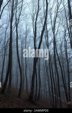 Nebeliger, verspotterter dunkler Wald. Das gruselige Hoia Baciu Holz, Rumänien, gilt als die am meisten behauenen Waldgebiete der Welt Stockfoto