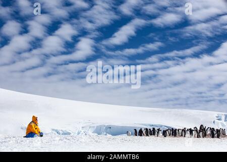 Touristen in der Gentoo Pinguin Kolonie, Mikkleson Harbour, Antarktis Stockfoto