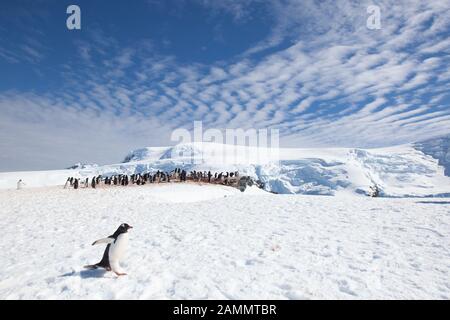 Gentoo-Pinguine im Mikkleson Harbour, Antarktis Stockfoto