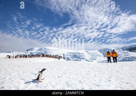 Touristen in der Gentoo Pinguin Kolonie, Mikkleson Harbour, Antarktis Stockfoto