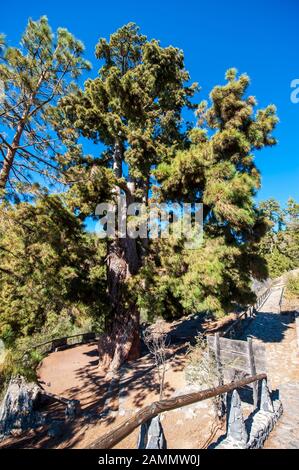 Der Pino Gordo Baum auf der kanareninsel Tenera ist Hunderte Jahre alt und 45 Meter hoch. Es ist eine Touristenattraktion. Stockfoto