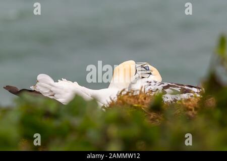 Brutpaar der britischen nördlichen Gannet Seevögel (Morus bassanus) isoliert zusammen auf Klippenrand. Küsten-Tölpel Paarungsritual, Nisting. Stockfoto