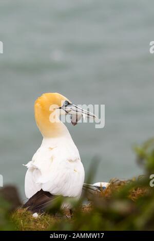 Nahe, wilde britische nördliche Gannet Seevögel (Morus bassanus), isoliert auf einem Felsvorsprung an der Küste, Nest, Feder im großen Schnabel, Meereswasser im Hintergrund. Stockfoto