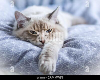 CAT-Alltag, Ragdoll Stockfoto