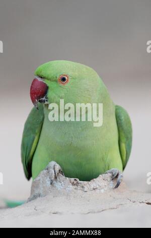 Rosenkinst Parakeet Psittacula krameri - weiblich Stockfoto