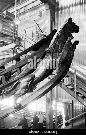 Das Rack der Vasa in der verdammten Ausstellungshalle auf Beckholmen, Ansicht des Bugs, 1969. Das Wrack des Schiffes Vasa in der Ausstellungshalle der Zeit auf Beckholmen, Blick auf den Bogen, 1969. Stockfoto