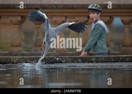 Graureiher (Ardea Cinerea) Stockfoto