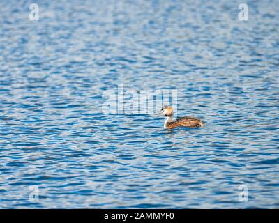 Great Crested Grebe auf Dem Wasser. Attenborough Reserve. Stockfoto