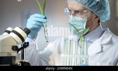 Wissenschaftlicher Labormitarbeiter, der Sprosse künstlich ausgeschiedenen Getreides untersucht Stockfoto