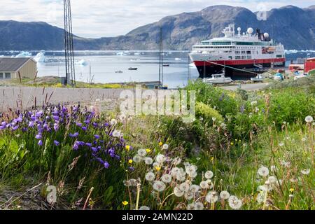 Sommerliche Wildblumen mit Hurtigruten Entdecker-Kreuzfahrtschiff MS Fram Expeditionskessel im Hafen angedockt. Tunulliarfik-Fjord Narsaq Kujalleq Südgrönland Stockfoto