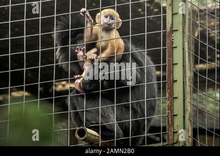 Bandung, Indonesien. Januar 2020. Ein 21-tägiges weibliches Javan-Lanur-Baby (Trachypithecus auratus), nämlich Natalia, ist mit ihrer Mutter bei der Aspinall Foundation Ciwidey in Bandung, West Java, Indonesien, 14. Januar 2020 zu sehen. Natalia, eine von der Kritik bedrohte Javan-Langur, wurde vor Weihnachten und außerhalb ihres Lebensraums geboren. Kredit: Bukbis Candra Ismeth Bey/Xinhua/Alamy Live News Stockfoto