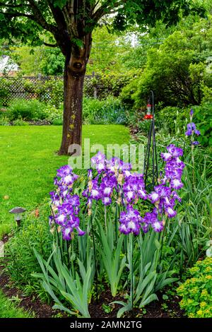 Deutsche oder bärtige Iris wächst in einem ruhigen Hinterhofgarten. Stockfoto