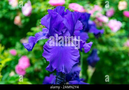 Nahaufnahme einer deutschen oder bärtigen Iris, die in einem ruhigen Garten im Hinterhof wächst. Stockfoto