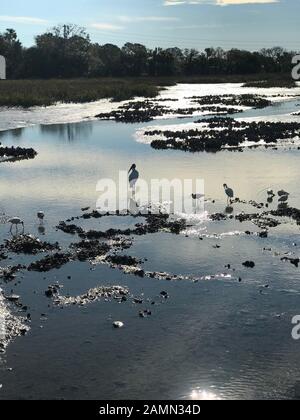 Marsh-Ansicht. St. Augustine, Florida. Stockfoto