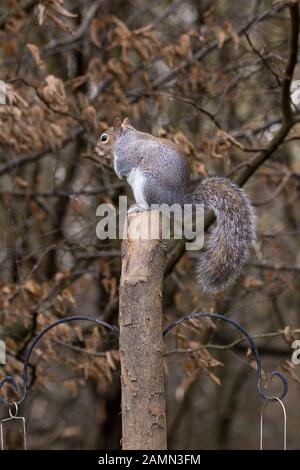 Graue Eichhörnchen Sciurus carolinensis im Winter mit silbrig-grauen Pelz und eine braune Tönung entlang der Mitte der Rückseite seiner großen buschigen Schwanz und Gesicht. Stockfoto