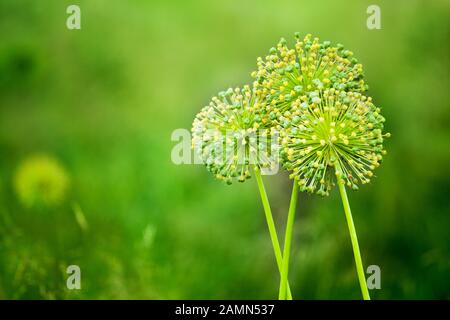 Green Star Ball Lauch, Porree, Allium cristophii, Allium giganteum Zierpflanzen, große runde gelbe Blumen in der Nähe blühen bis auf grünem Hintergrund Stockfoto