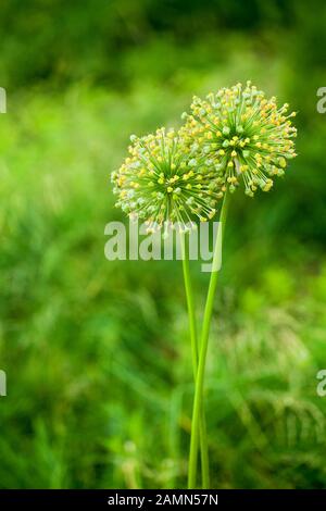 Green Star Ball Lauch, Porree, Allium cristophii, Allium giganteum Zierpflanzen, große runde gelbe Blumen in der Nähe blühen bis auf grünem Hintergrund Stockfoto