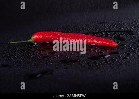 Cowhorn rot Pfeffer von seiner besten Seite. Stockfoto