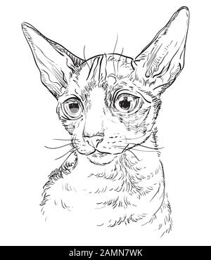 Vector Hand Drawing Portrait der Cornish Rex Katze in schwarzer Farbe isoliert auf weißem Hintergrund. Monochromes, realistisches Katzen-Porträt. Vektorgrafiken Stock Vektor