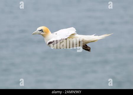Nahaufnahme von UK Northern Gannet Seabird (Morus bassanus) isoliert im Mittelflug. Küstenpanzer fliegen frei gleiten in der Luft, Seewasserhintergrund. Stockfoto