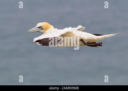 Nahaufnahme von UK Northern Gannet Seabird (Morus bassanus) isoliert im Mittelflug. Küstenpanzer fliegen frei gleiten in der Luft, Seewasserhintergrund. Stockfoto