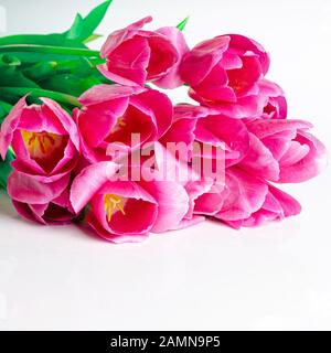 Rosa Tulpe Blumen Rand auf weißem Hintergrund Stockfoto