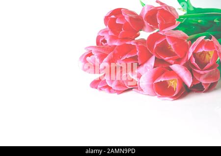 Rosa Tulpe Blumen Rand auf weißem Hintergrund Stockfoto