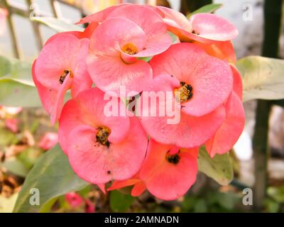 Kleine und zarte rote Tulpen und Lilien-Orchideen Blumen mit Wassertropfen aus nächster Nähe. Petunia Red Mohn Anemone Gerbera Daisy Familie. Frühlings-Perücke Natur Stockfoto