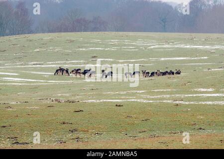 Föhnwild ( Dama dama), die sich in einer Hügellandschaft ernähren Stockfoto
