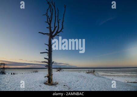 Alter verwelkte Baum auf einem verschneiten Hügel. Die Küste des Arktischen Ozeans. Stockfoto