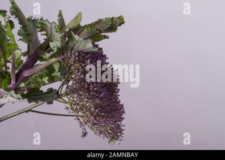 Violetter Kohl und Kopierraum. Stockfoto