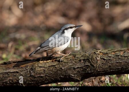 Nuthatch (Sitta europaea) sitzt auf einem Ast im Wald Stockfoto