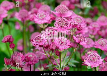 Astilbe 'Gill Richardson' (große Masterwort) Stockfoto