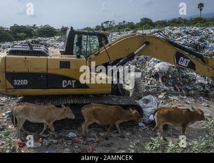 Lhokseumawe, Aceh, Indonesien. Januar 2020. Kühe auf einer Deponie in Lhokseumawe, Provinz Aceh.Der Bericht der Weltbank zeigt, dass in Indonesien täglich etwa 105 Tausend Tonnen Siedlungsmüll produziert werden. Diese Zahl soll bis 2025 um 150 Tausend Tonnen steigen. Schlecht gemanagter Siedlungsabfall wird in die Wasserwege gelangen und schließlich zu einem Problem für die indonesischen Ozeane werden. Die von der Weltbank 2018 in 15 Städten in Zentral- und Westindonesien durchgeführte Analyse zeigt, dass die Zusammensetzung von Siedlungsabfällen variiert, 44 % organischer Abfälle, 21 % Windeln und 16 % Plastiktüten. (Cred Stockfoto