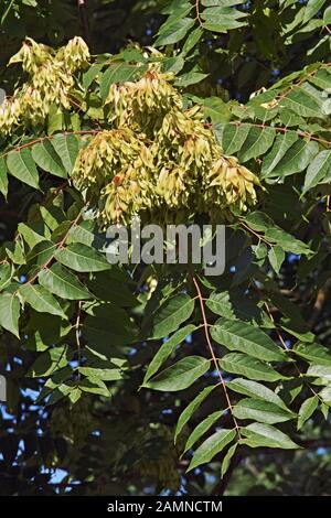 Blätter und Samen in samaras vom Baum des Himmels Stockfoto