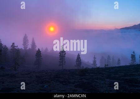 Nebel und Kanaren-Kiefernwald, Llano del Jable, Insel La Palma, Kanarische Inseln, Spanien, Europa Stockfoto