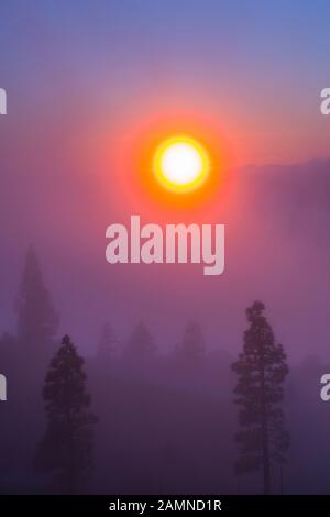 Nebel und Kanaren-Kiefernwald, Llano del Jable, Insel La Palma, Kanarische Inseln, Spanien, Europa Stockfoto