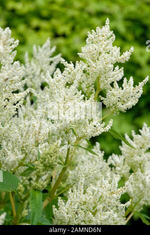 Cremige weiße Blumen fRheum palmatum 'Tanguticum', Chinesischer Rhabarber 'Tanguticum' auch Zierpflanzen Rhabarber genannt, Türkei Rhabarber oder Ost-indischen Rhabarber Stockfoto