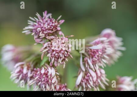 Nahaufnahme von Blüten von Butterbur / Petasites hybridus oder Winter Heliotrope / P. Duftstoffe. Heilpflanze, die früher in der pflanzlichen Medizin verwendet wurde Stockfoto