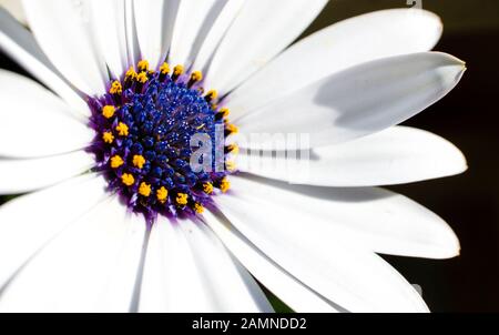 Nahaufnahme einer weißen afrikanischen Gänseblümchen, Dimorfoteca. Osteospermum. Kopierbereich. Schwarzer Hintergrund. Stockfoto